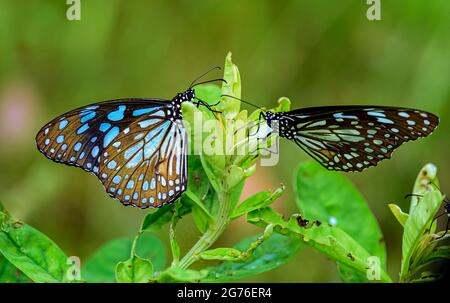 Blue Tiger, Tirumala limniace, farfalla di alimentazione sui fiori Foto Stock