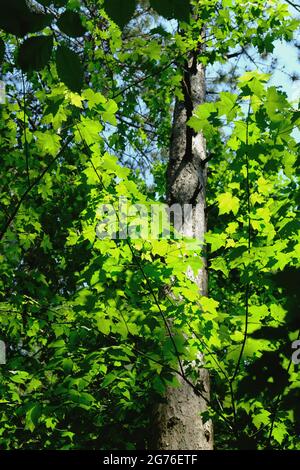 Foresta di balneazione in estate in una foresta del Quebec. Baldacchino di foglie di acero verde smeraldo illuminate dal sole del pomeriggio. Foto Stock