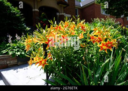 Bel grumo di giglio giallo e arancione (Lilium bulbiferum) in un giardino a Ottawa, Ontario, Canada. Foto Stock