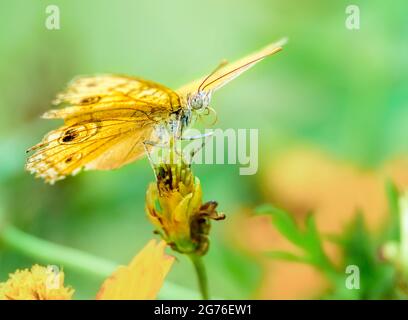 Pansy di pavone, almana di Junonia, alimentazione di farfalla su fiori con spazio di copia Foto Stock