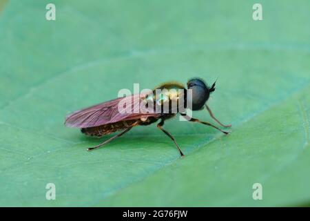 Un primo piano di un ampio centurione o un soldato verde volano su una foglia verde Foto Stock