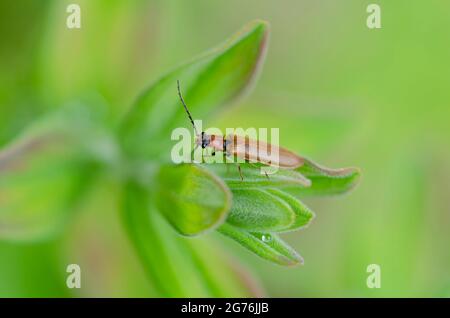 Fare clic su beetle Denticollis linearis close-up appollaiato su una foglia Foto Stock