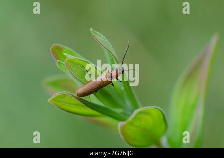 Fare clic su beetle Denticollis linearis close-up appollaiato su una foglia Foto Stock