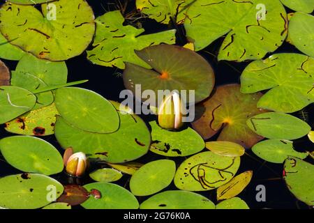 Ninfee d'acqua bianche in procinto di fiorire. Quebec, Canada. Foto Stock