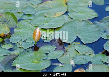 Giglio d'acqua bianco che sta per fiorire. Quebec, Canada. Foto Stock