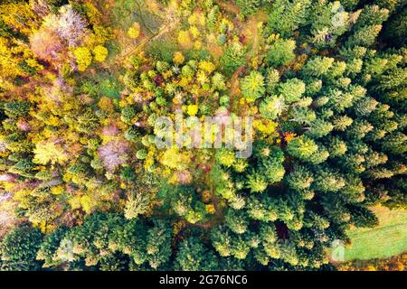 Vista aerea della fitta pineta verde con tettoie di abeti e colorati fogliame lussureggiante nelle montagne autunnali. Foto Stock