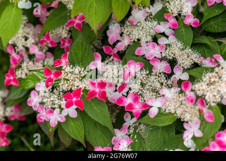 Hydrangea macrophylla serrata cv kurenai HYDRANGEACEAE hortensia hortensie Foto Stock