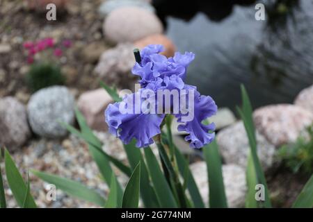 Un fiore di Iris in fiore, viola, bearded in un giardino in primavera nel Wisconsin Foto Stock