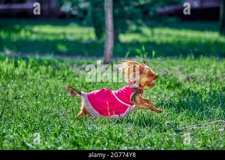 Il Terrier femminile dello Yorkshire vestito in abito rosa corre attraverso il prato tra l'erba. Foto Stock