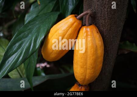 Cialde di cacao mature sull'albero (cacao) Foto Stock