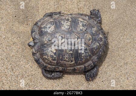 Tartaruga morta (terrapina diamondback) sulla spiaggia Foto Stock