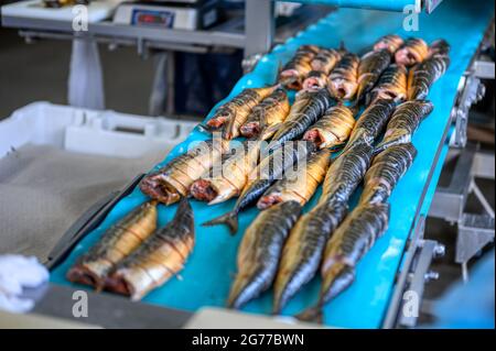 Pezzi di sgombro affumicato giacciono su un nastro trasportatore. Fabbrica di cibo di pesce. Foto Stock