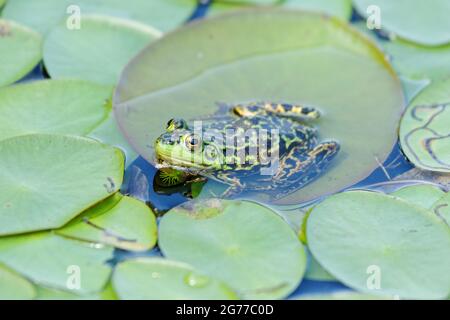 Una rana poggiata su un giglio. Quebec, Canada Foto Stock