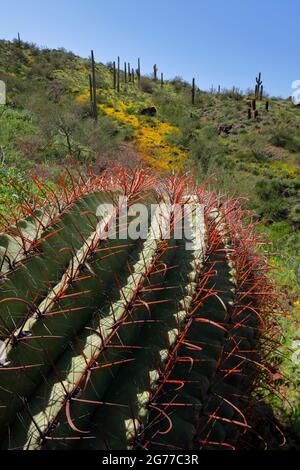 Picacho Peak state Park AZ / MARZO le creste rosse di un cactus a botte conducono ad una striscia collinare di papaveri d'oro messicani circondati da Saguar Foto Stock