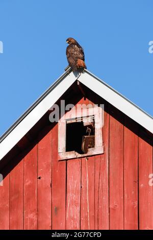 Garofano, WA, USA - 11 luglio 2021; un falco di coda rossa che riposa sulla tovaglietta del Quaale Barn nella Valle di Snoqualmie dello Stato di Washington Occidentale Foto Stock