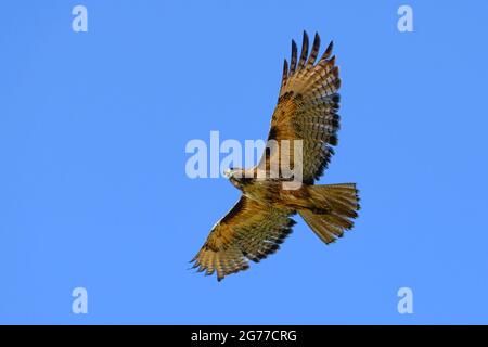 Un falco dalla coda rossa che in estate vola in isolamento contro un cielo blu chiaro sullo stato di Washington occidentale. L'uccello è visto dal basso come vola. Foto Stock