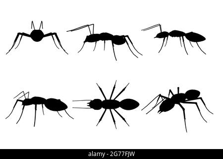 Set con silhouette di ant in diverse posizioni isolate su sfondo bianco. Illustrazione vettoriale. Illustrazione Vettoriale