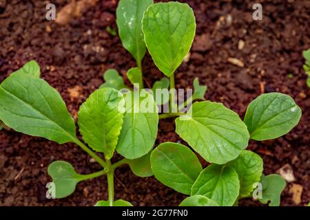 Germoglio di Brassica rapa (gruppo chinensis) che cresce dal suolo. Foto Stock