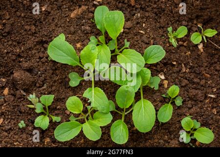 Germoglio di Brassica rapa (gruppo chinensis) che cresce dal suolo. Foto Stock