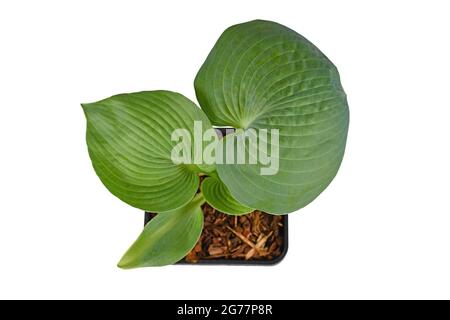 Vista dall'alto della pianta 'Hosta Abiqua Drinking Gourd' con foglie verdi rotonde isolate su sfondo bianco Foto Stock