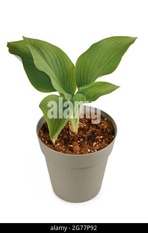 Pianta in vaso 'Hosta Halcyon' isolata su sfondo bianco Foto Stock