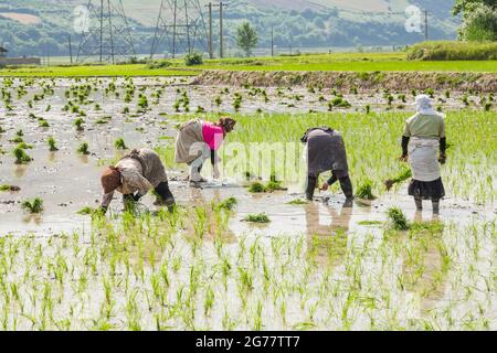 Donne che lavorano (piantando) in campo di riso terrazzato a collina, sobborgo di Sari, Provincia di Mazandaran, Iran, Persia, Asia occidentale, Asia Foto Stock