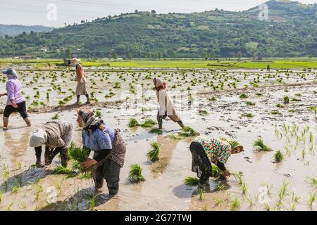 Donne che lavorano (piantando) in campo di riso terrazzato a collina, sobborgo di Sari, Provincia di Mazandaran, Iran, Persia, Asia occidentale, Asia Foto Stock