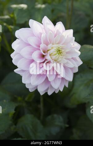 Foto a fuoco basso del fiore Dahlia di colore viola chiaro nel giardino Foto Stock