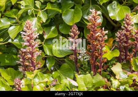 Ivy broomrape (Orobanche hederae), Castle Hill, Tenby, Pembrokeshire, Galles Foto Stock