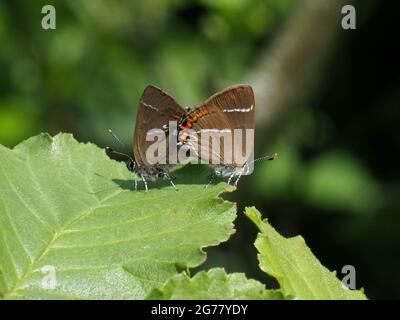 Bianco-lettera Hairstreak Foto Stock