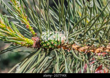 Vero cono di pino verde abbastanza giovane al sole giorno di primavera Foto Stock