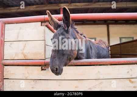 L'asino, Equus africanus F. asinus nel Tribunale economico di Bohuslavice, Repubblica Ceca, il 21 giugno 2021. (Foto CTK/Libor Sojka) Foto Stock