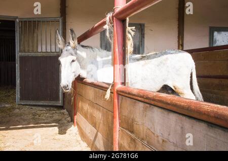 L'asino, razza asino andaluso, Equus africanus F. asinus 'asino andaluso' presso il Tribunale economico di Bohuslavice, Repubblica Ceca, il 24 giugno 2 Foto Stock