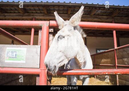 L'asino, razza asino andaluso, Equus africanus F. asinus 'asino andaluso' presso il Tribunale economico di Bohuslavice, Repubblica Ceca, il 24 giugno 2 Foto Stock