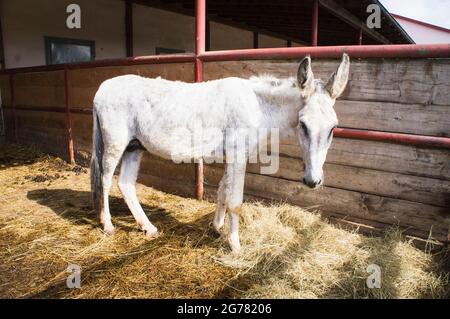 L'asino, razza asino andaluso, Equus africanus F. asinus 'asino andaluso' presso il Tribunale economico di Bohuslavice, Repubblica Ceca, il 25 giugno 2 Foto Stock