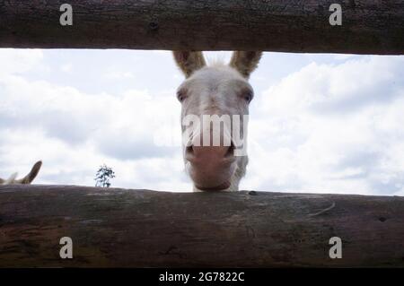 L'asino, razza Asinara asino, Equus africanus F. asinus 'Asinara asino' presso il Tribunale economico di Bohuslavice, Repubblica Ceca, il 25 giugno 2021. Foto Stock