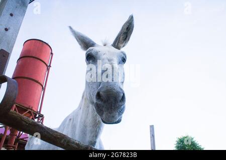 L'asino, razza asino andaluso, Equus africanus F. asinus 'asino andaluso' presso il Tribunale economico di Bohuslavice, Repubblica Ceca, il 25 giugno 2 Foto Stock