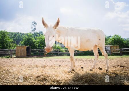 L'asino, razza Asinara asino, Equus africanus F. asinus 'Asinara asino' presso il Tribunale economico di Bohuslavice, Repubblica Ceca, il 26 giugno 2021. Foto Stock