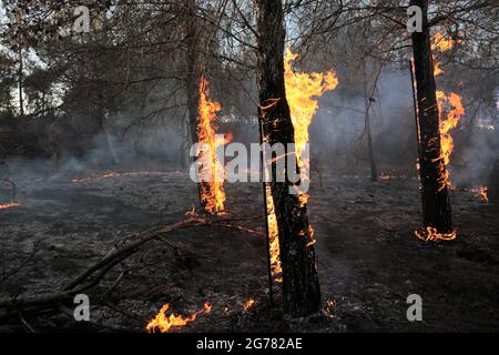 Immagini da un incendio forestale. Alberi che bruciano, fuoco e fumo. Foto Stock