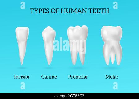 Tipi di denti umani set realistico con incisor canino premolare e molare su sfondo blu illustrazione vettoriale isolata Illustrazione Vettoriale