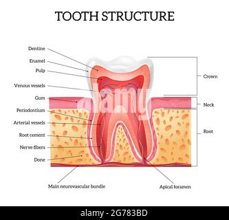 Anatomia del dente umano con parti etichettate infografiche realistiche su sfondo bianco illustrazione vettoriale Illustrazione Vettoriale