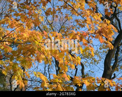 Foglie di acero giallo illuminato dal sole sui rami Foto Stock