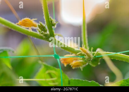 Liana pianta cetriolo con infiorescenze e frutta Foto Stock