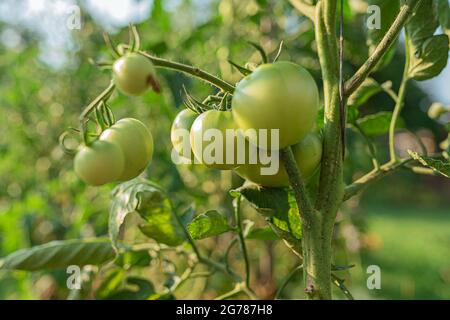 Pomodori verdi non maturi su abbranch di piante in letto da giardino Foto Stock
