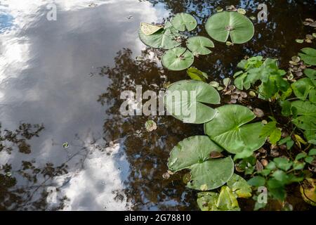 Le pastiglie Lily galleggiano su un tranquillo stagno con alberi e cielo riflesso Foto Stock