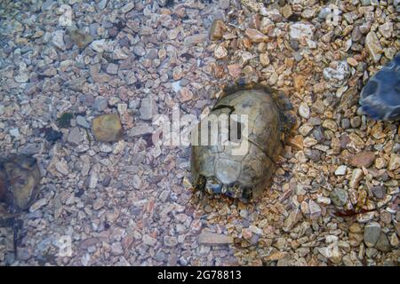 Una tartaruga marciata sulla strada Foto Stock