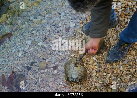 Una tartaruga marciata sulla strada Foto Stock