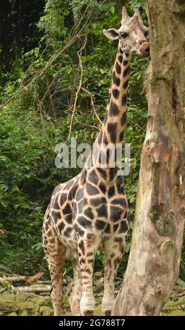 Una giraffa carina che mangia la corteccia di un albero. Punti di messa a fuoco selettivi. Sfondo sfocato Foto Stock