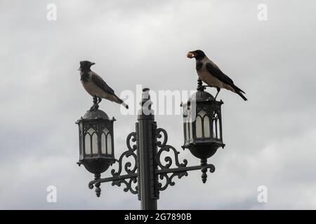 Corvo che porta in bocca una noce, un corvo che mangia Foto Stock