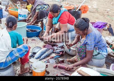 Commercianti indiani di pesce femminile che indossano sari colorati filetti di pesce con machete per la vendita al porto di Vizhinjam, Kerala, India Foto Stock